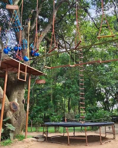 Scenic paved stone path running through towering green mango trees